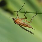 Empis trigramma - Tanzfliege