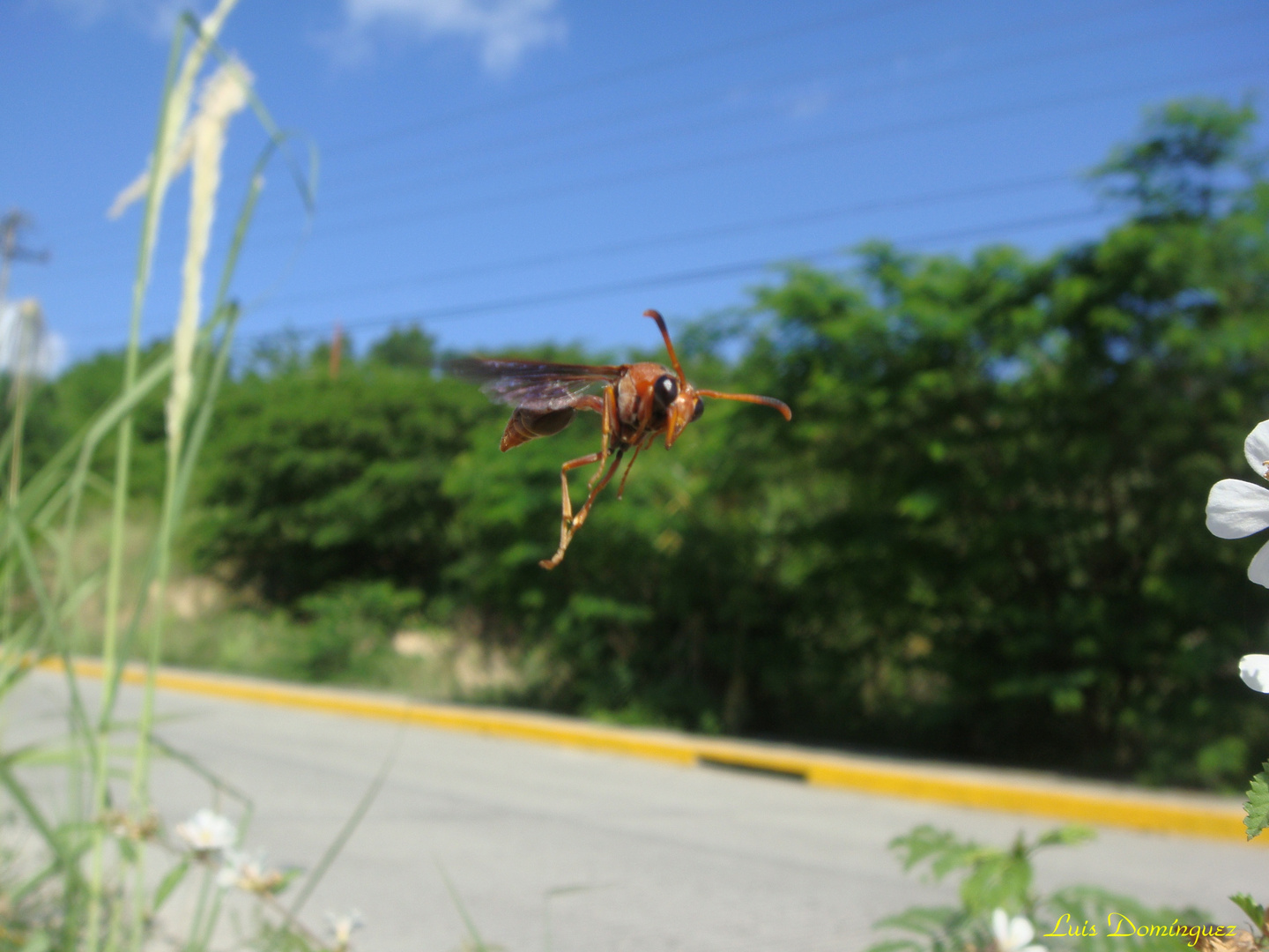 Empleno Vuelo