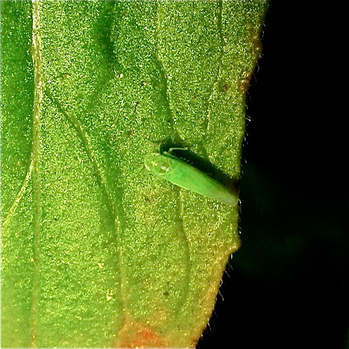 Empoasca sp., wahrscheinlich E. vitis, eine zeitweise an Wein schädliche Art