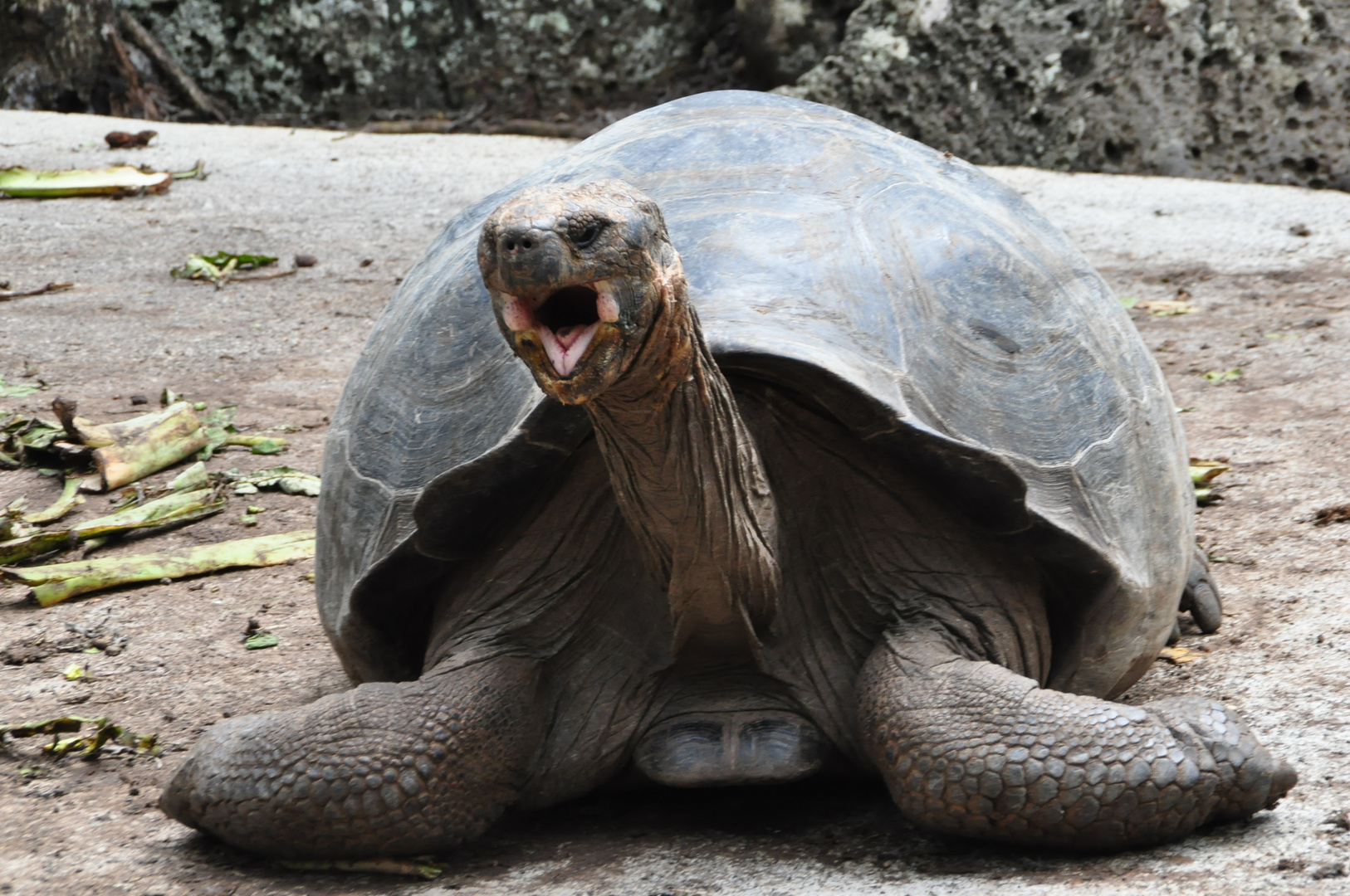 empörte Schildkröte