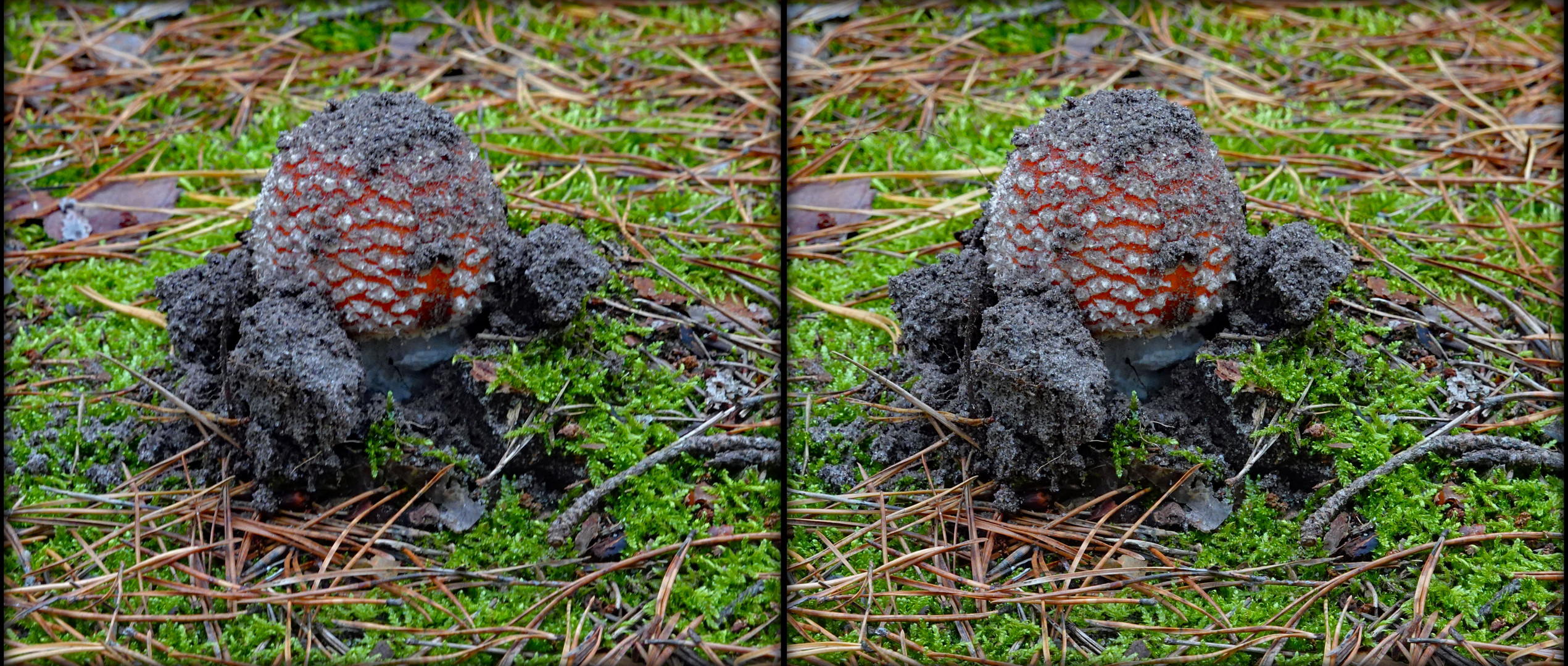 Emporkömmling schmutziger Fliegenpilz (3D-X-View)