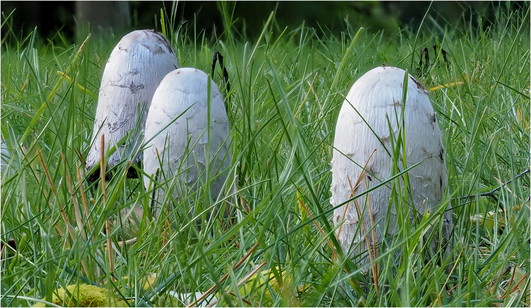 Emporkömmlinge im Wiesengras  .....