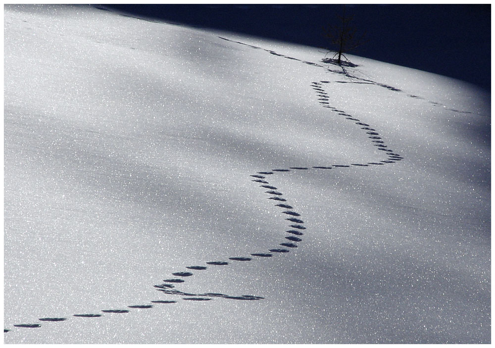 Empreintes dans la neige