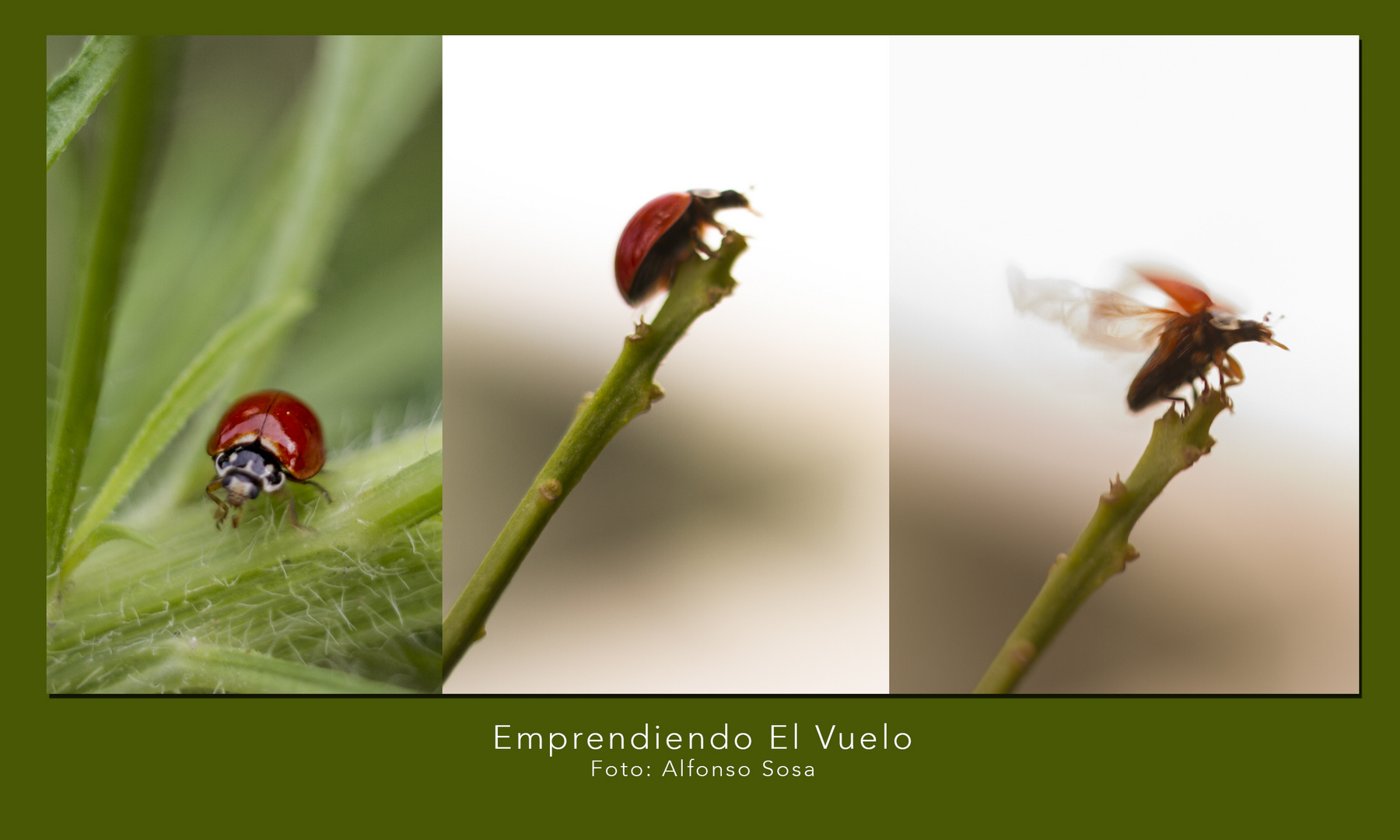 Emprendiendo El Vuelo