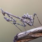 Empusa