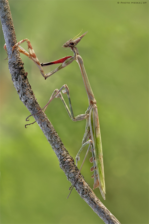 Empusa