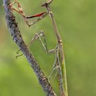 Empusa