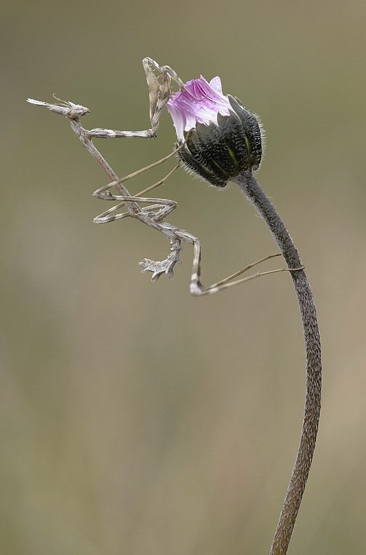 Empusa de invierno