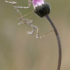 Empusa de invierno