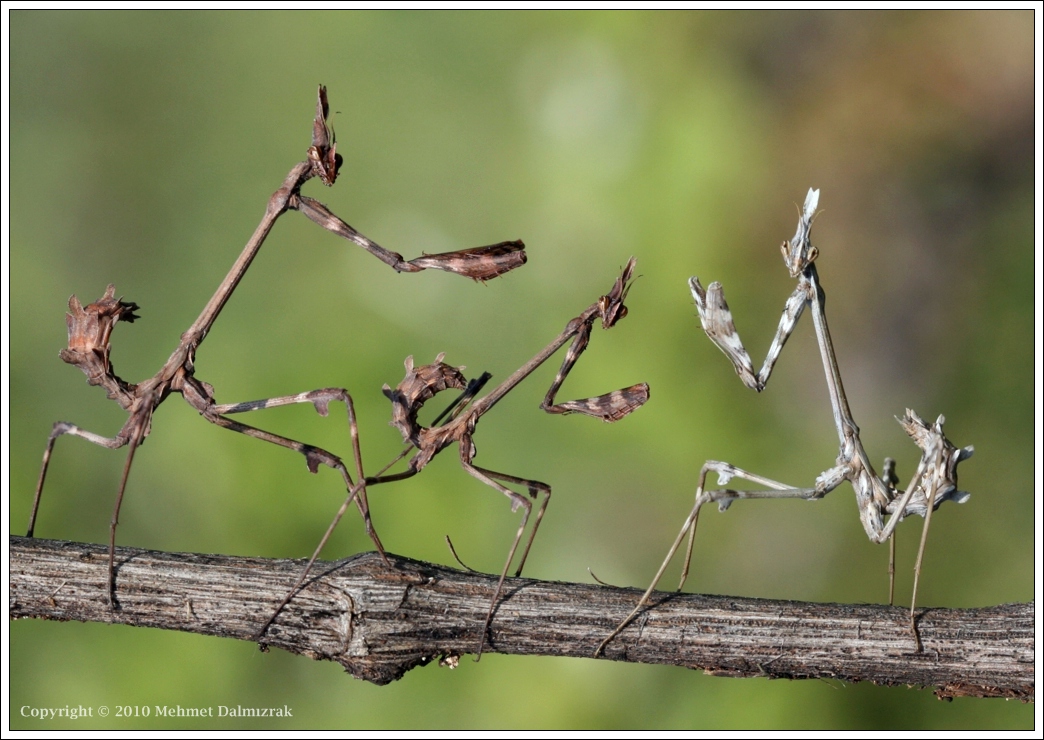 Empusa Family