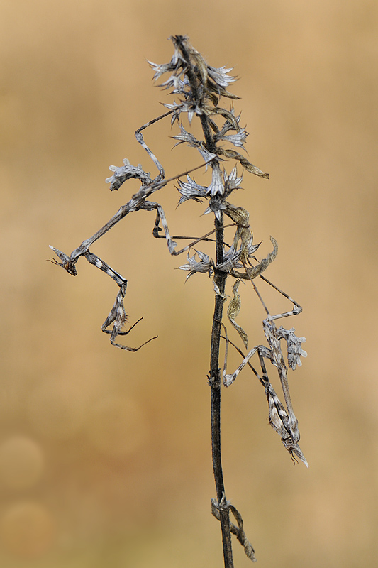 Empusa fasciata