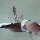 Empusa fasciata