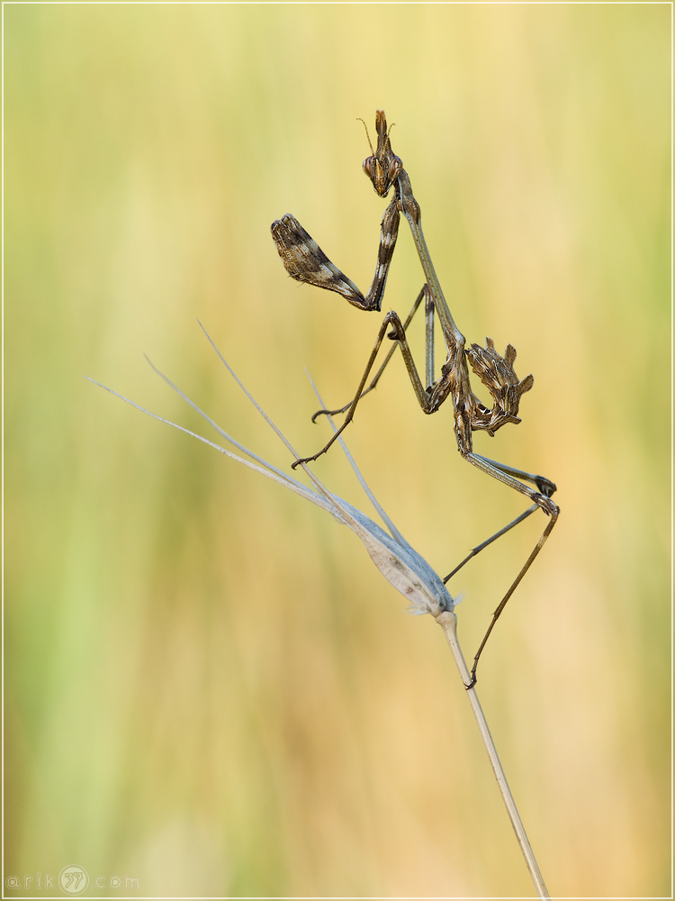 Empusa fasciata (Hauben-Fangschrecke)