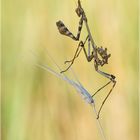 Empusa fasciata (Hauben-Fangschrecke)