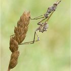 Empusa fasciata (Hauben-Fangschrecke)