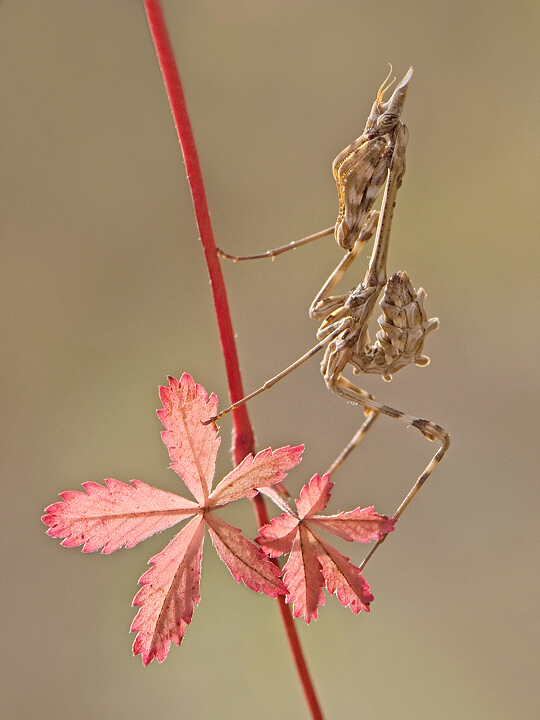 Empusa