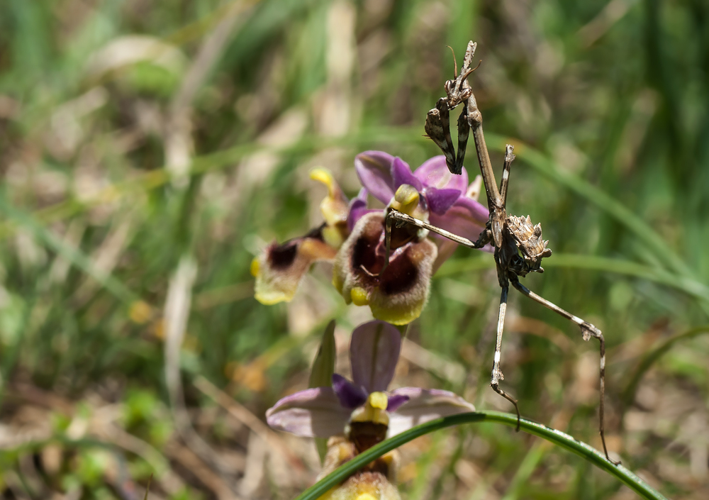 Empusa meets tenthredinifera