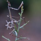 Empusa Pennata