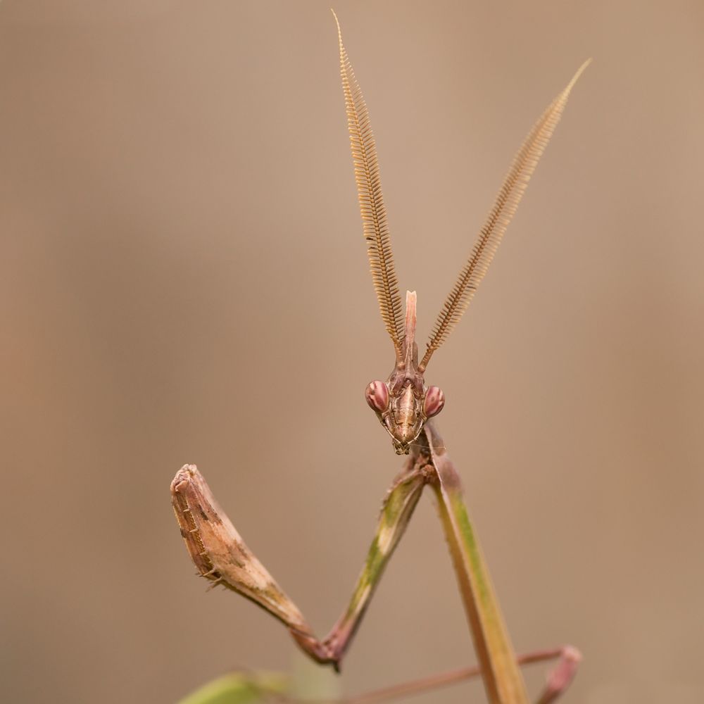 Empusa pennata Foto & Bild makro, natur, insekten Bilder auf