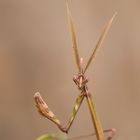 Empusa pennata