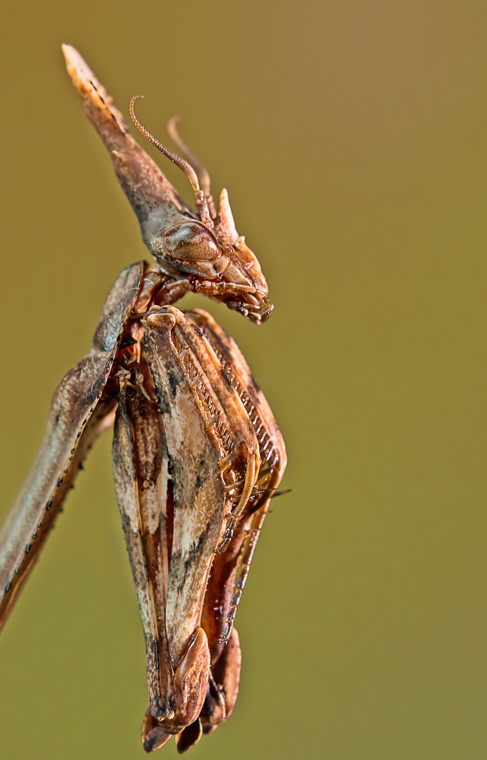 Empusa pennata Foto & Bild tiere, wildlife, insekten Bilder auf