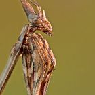 Empusa pennata