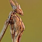 Empusa pennata