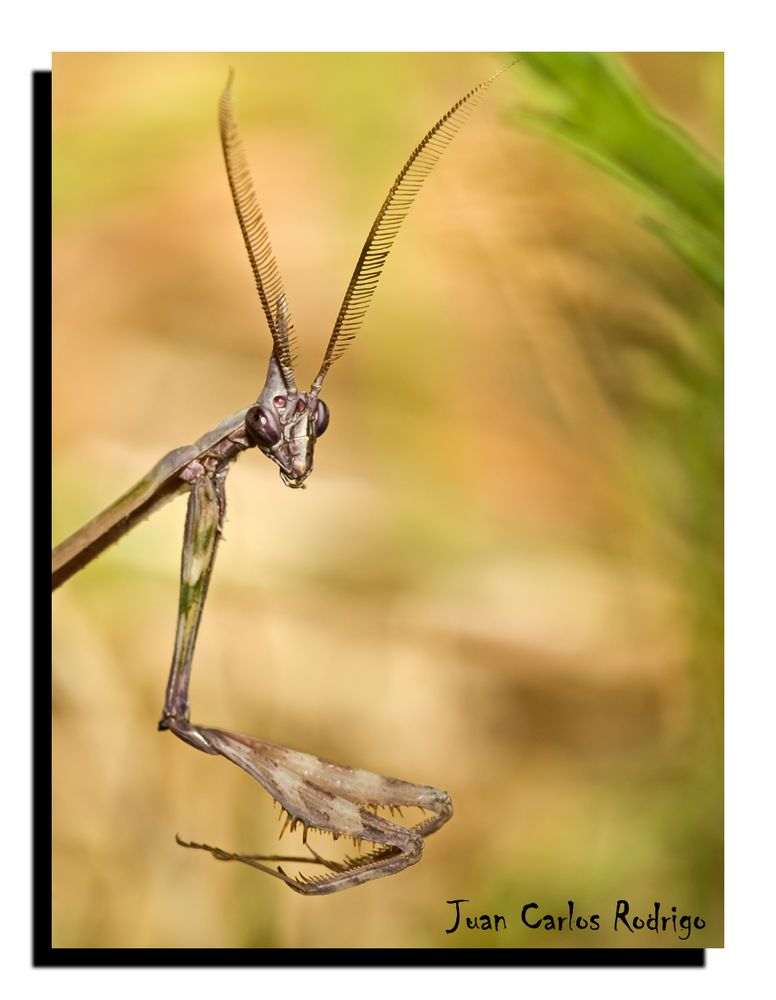 empusa pennata de juan carlos rodrigo 