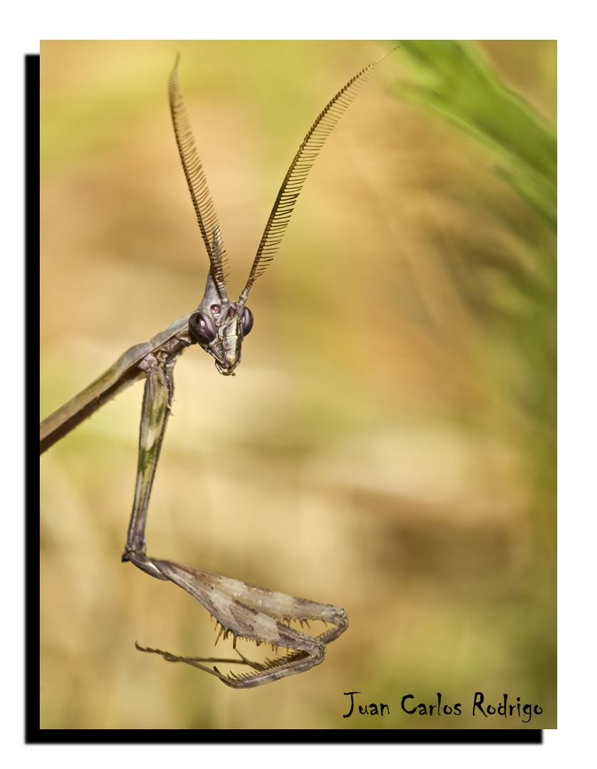 empusa pennata