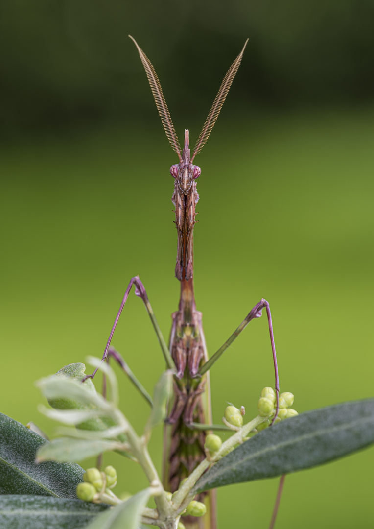 Empusa Pennata 