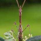 Empusa Pennata 