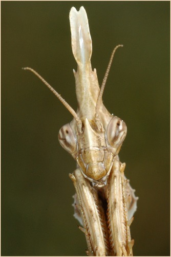 Empusa pennata