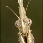 Empusa pennata