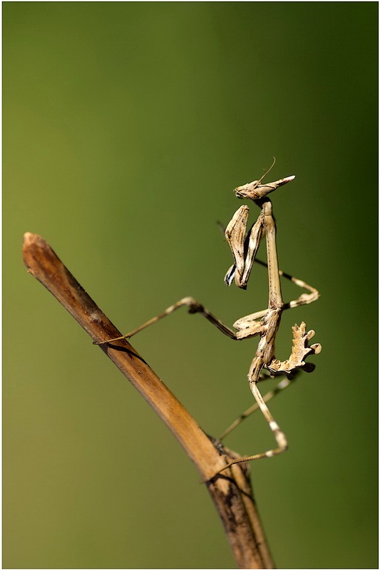 Empusa pennata