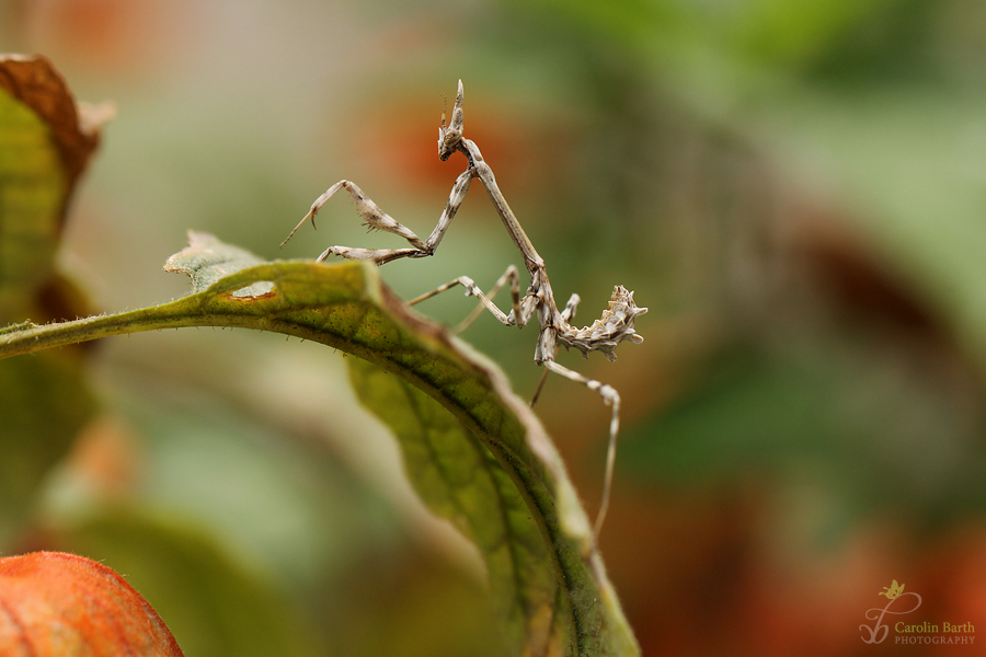 Empusa pennata