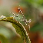 Empusa pennata