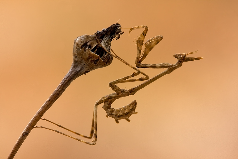 ~Empusa pennata~