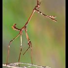 Empusa pennata