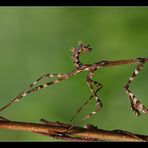 Empusa pennata