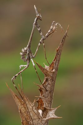 Empusa Pennata