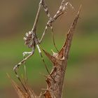 Empusa Pennata