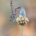 Empusa pennata