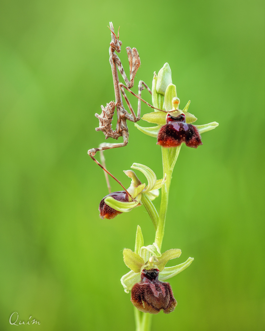 Empusa pennata