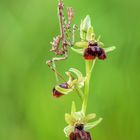 Empusa pennata