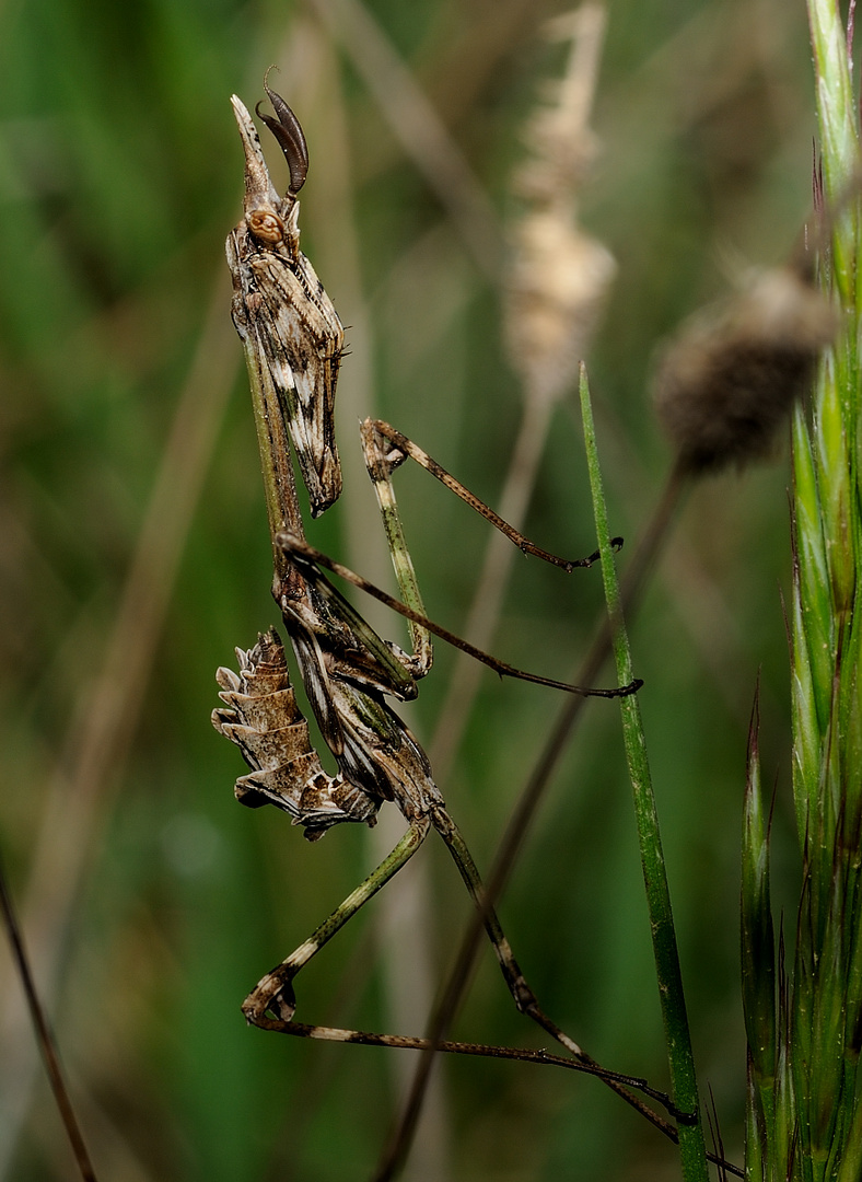 Empusa pennata, Conehead mantis, Mantis palo 1