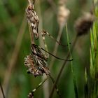 Empusa pennata, Conehead mantis, Mantis palo 1