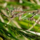 Empusa pennata, Conehead mantis, Mantis palo 3