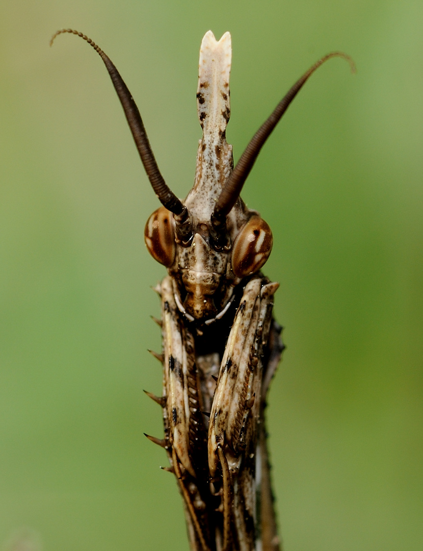 Empusa pennata, Conehead mantis, Mantis palo