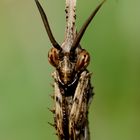 Empusa pennata, Conehead mantis, Mantis palo