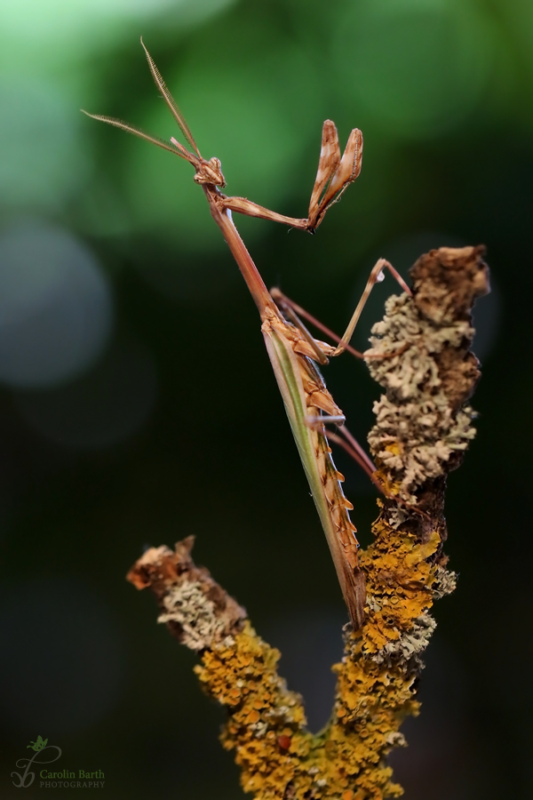 Empusa pennata...